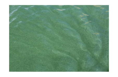 Algal bloom in water