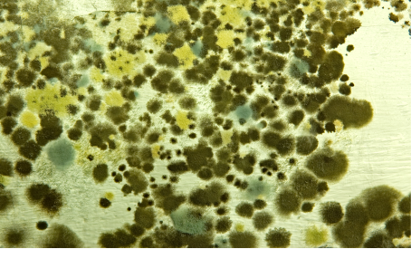 Mold growing on a white background