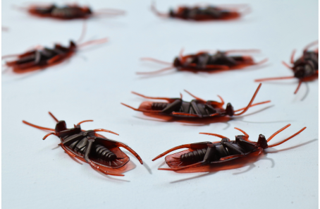 dead insects on a white background