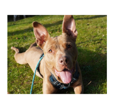 Dog Ears License