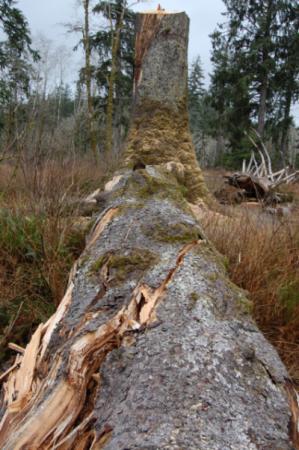 Spruce Tree Site